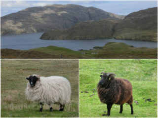 ルイス島 岩肌に草は無い 羊は Scottish Blackface と Hebridean